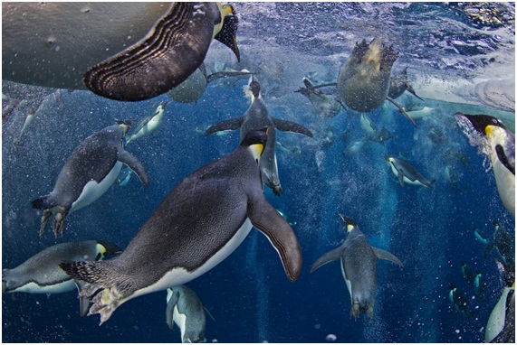 Paul Nicklen - nature - worldpressphoto